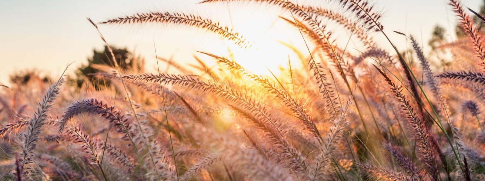 Grass flower at sunset.
